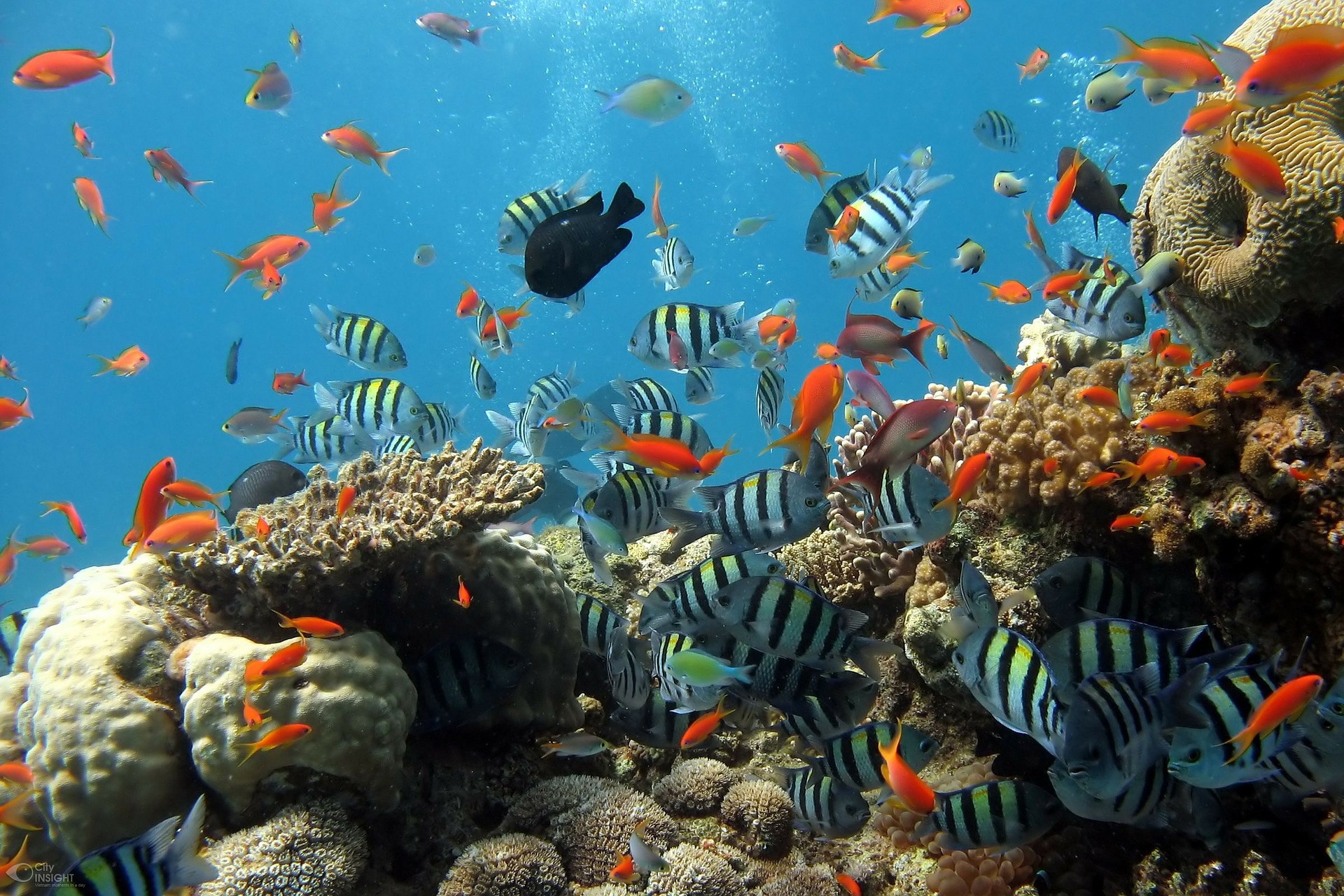 Fish on a coral reef