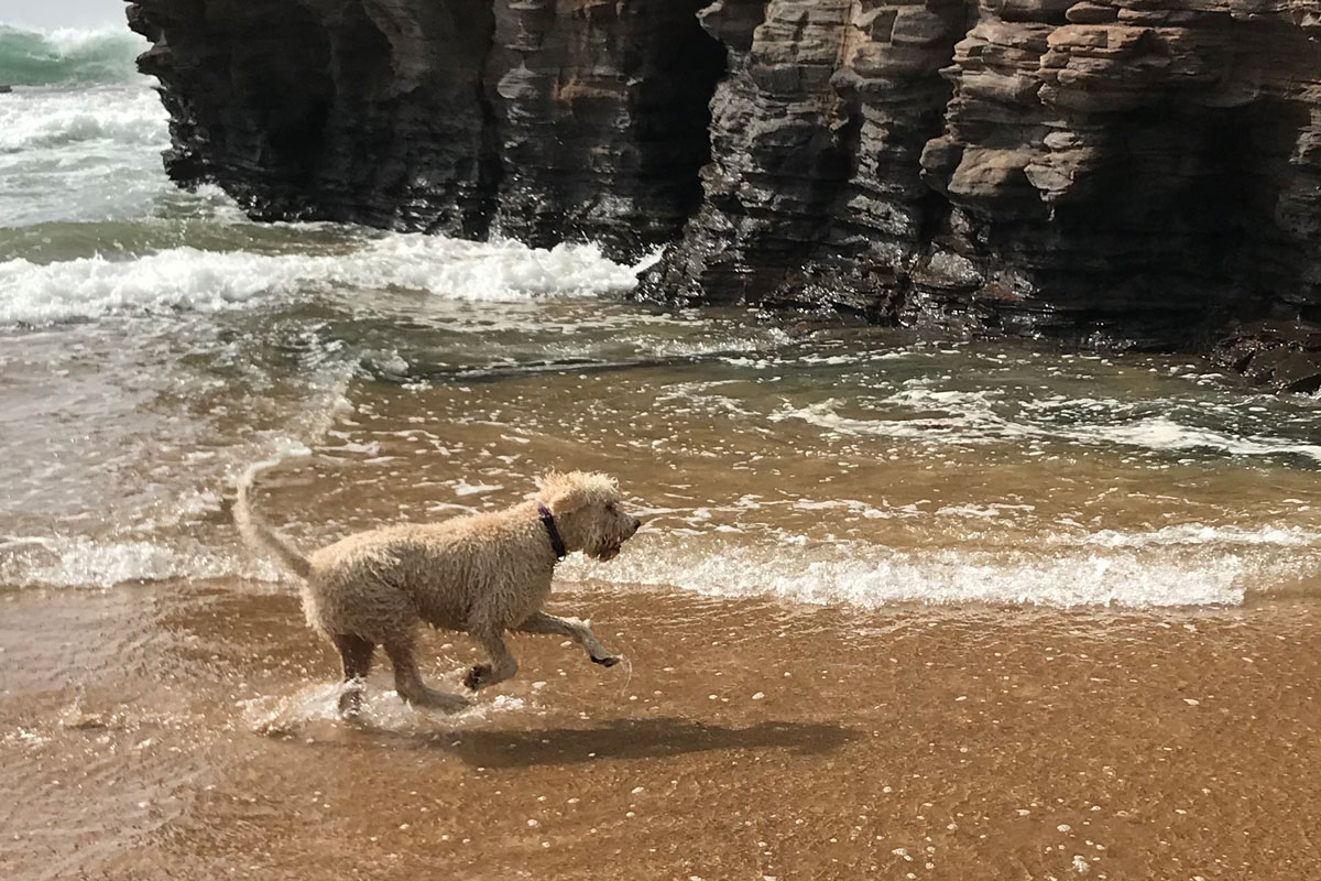 Lagotto puppy running on the beach