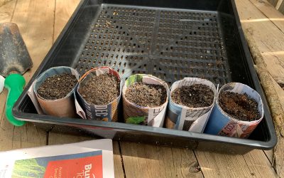How to: Newspaper Seed Raising Pots